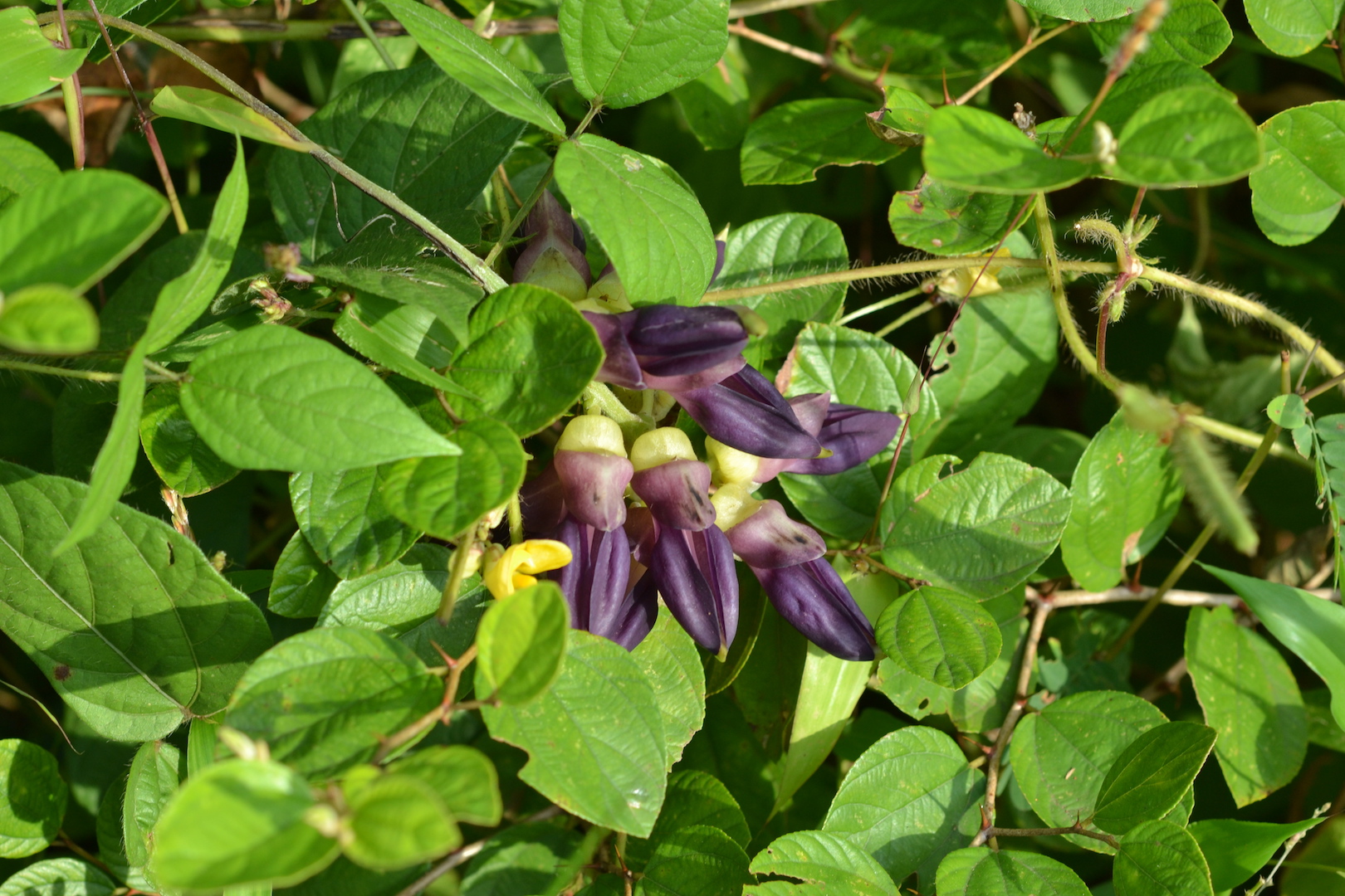 mucuna pruriens